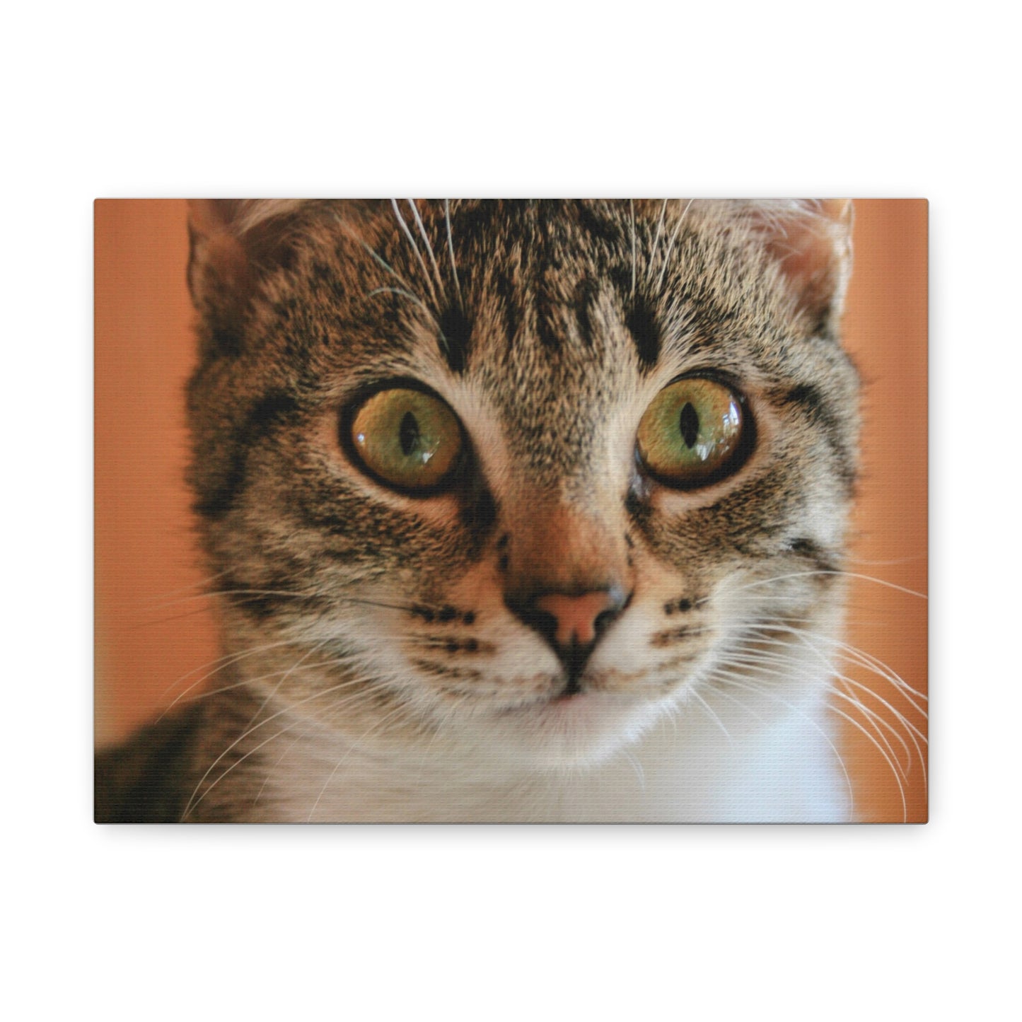 Cat portrait Canvas