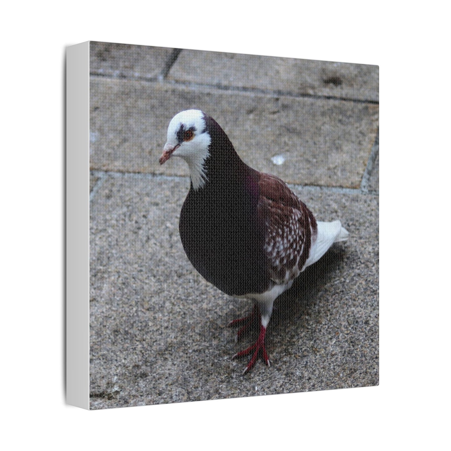 White, Pigeon Canvas