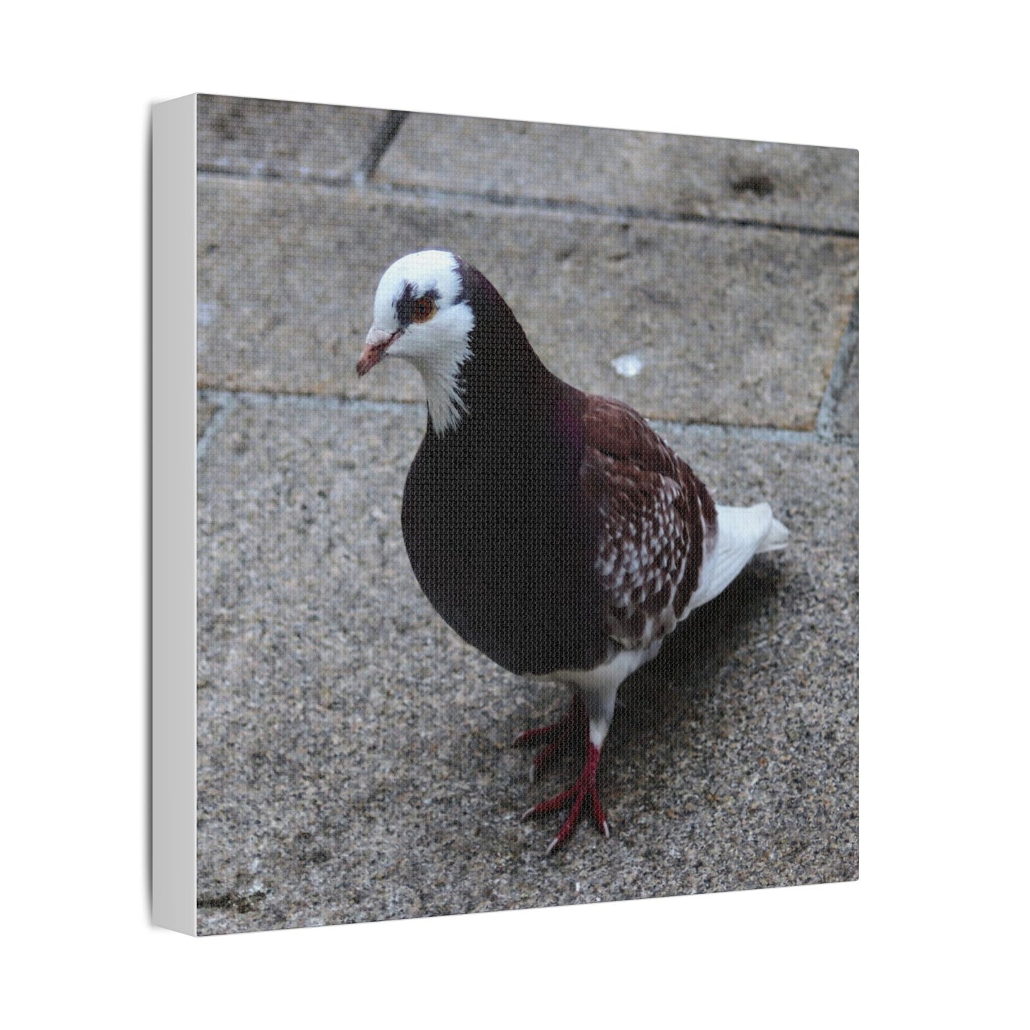 White, Pigeon Canvas