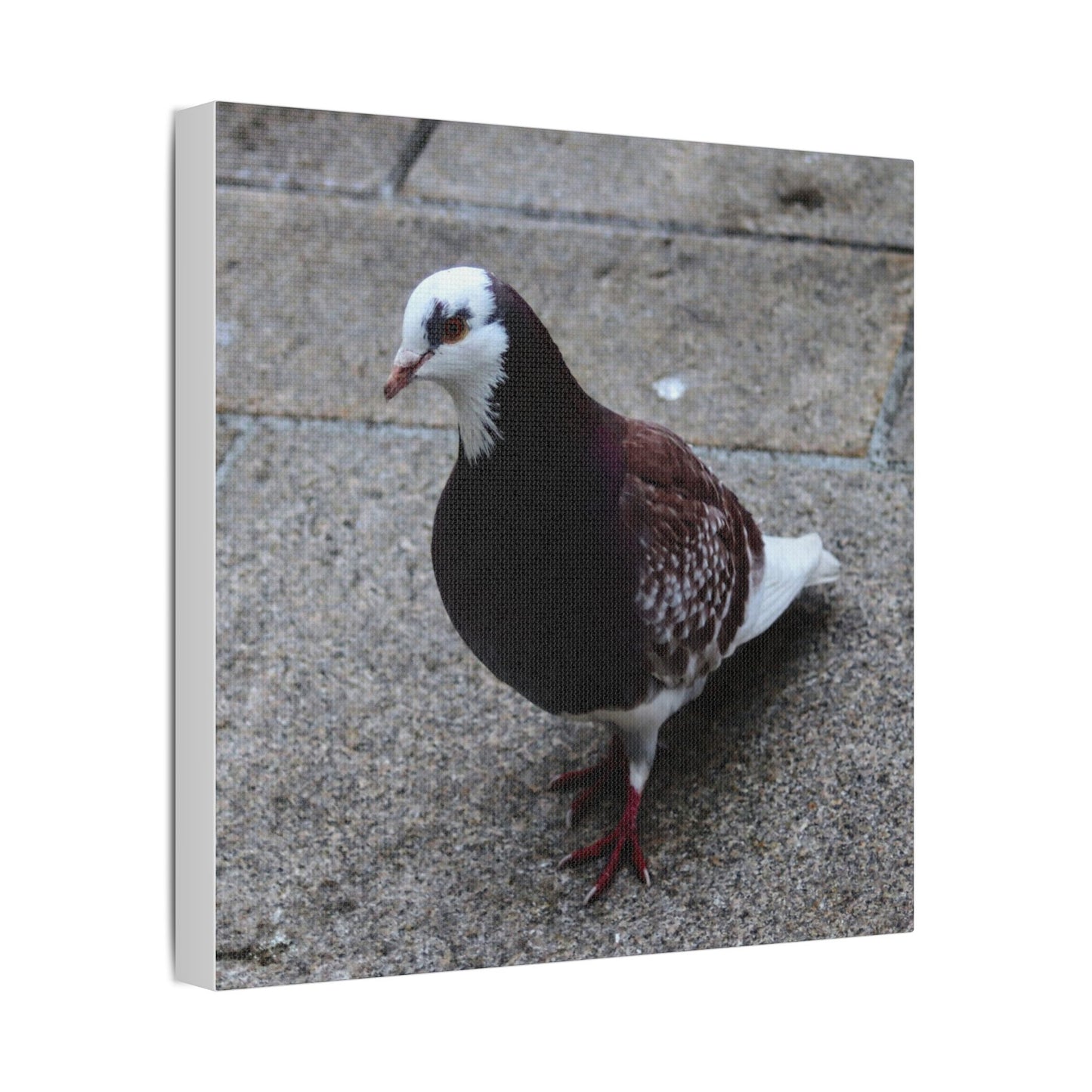 White, Pigeon Canvas