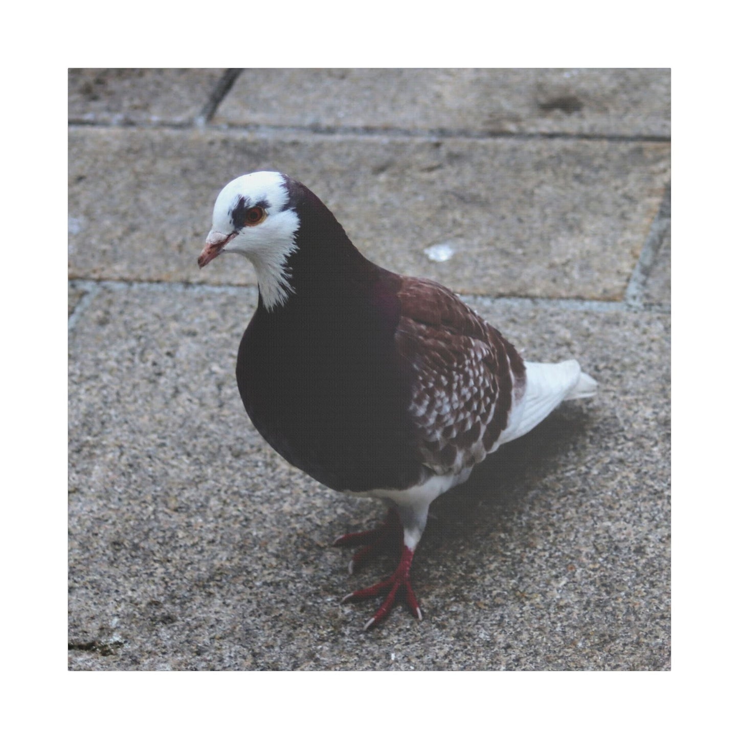 White, Pigeon Canvas