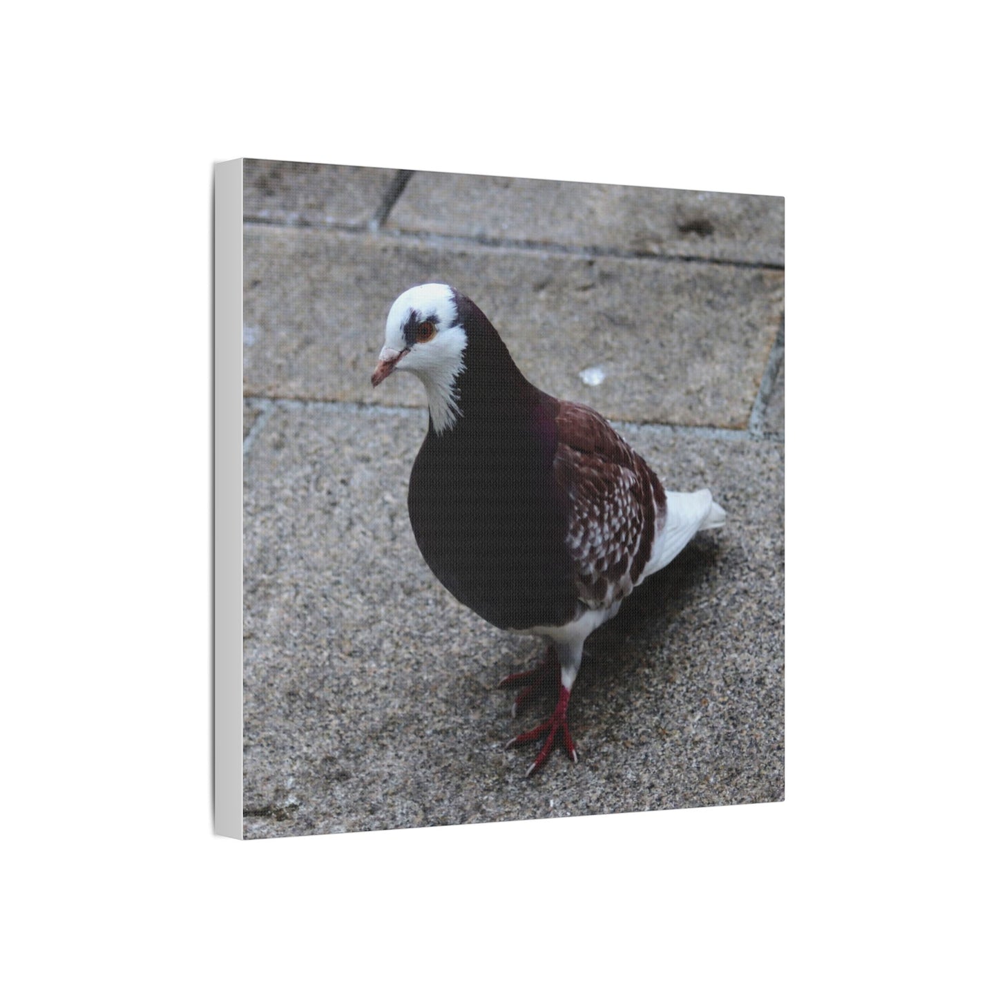 White, Pigeon Canvas