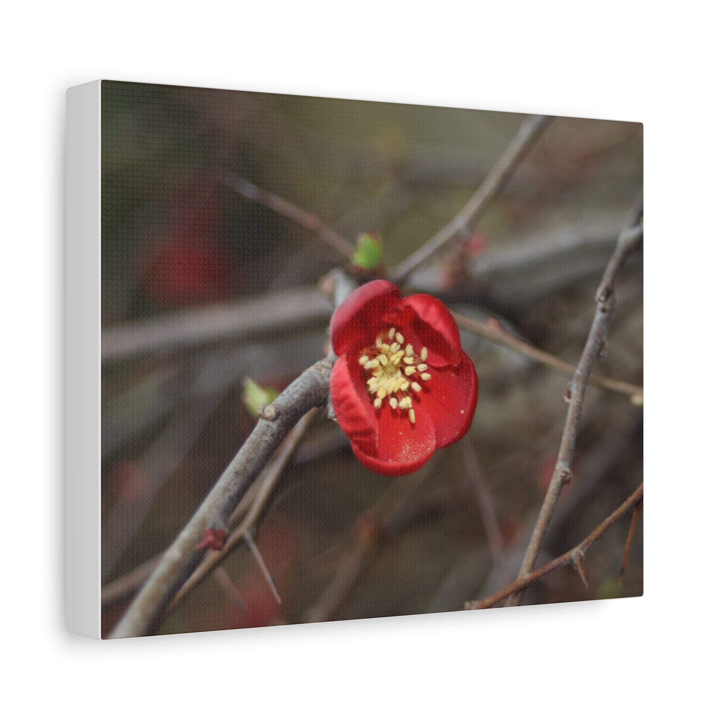 Luxembourgish Red Flower
