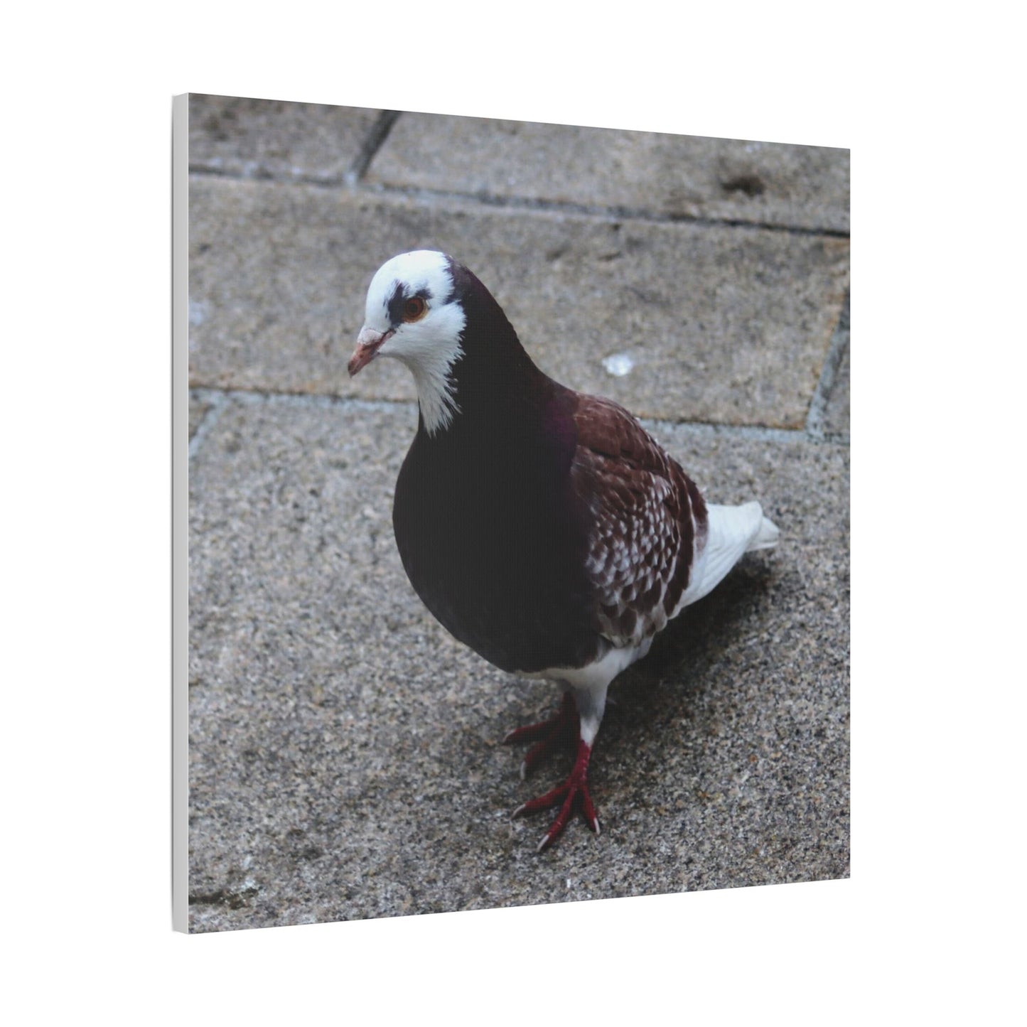 White, Pigeon Canvas