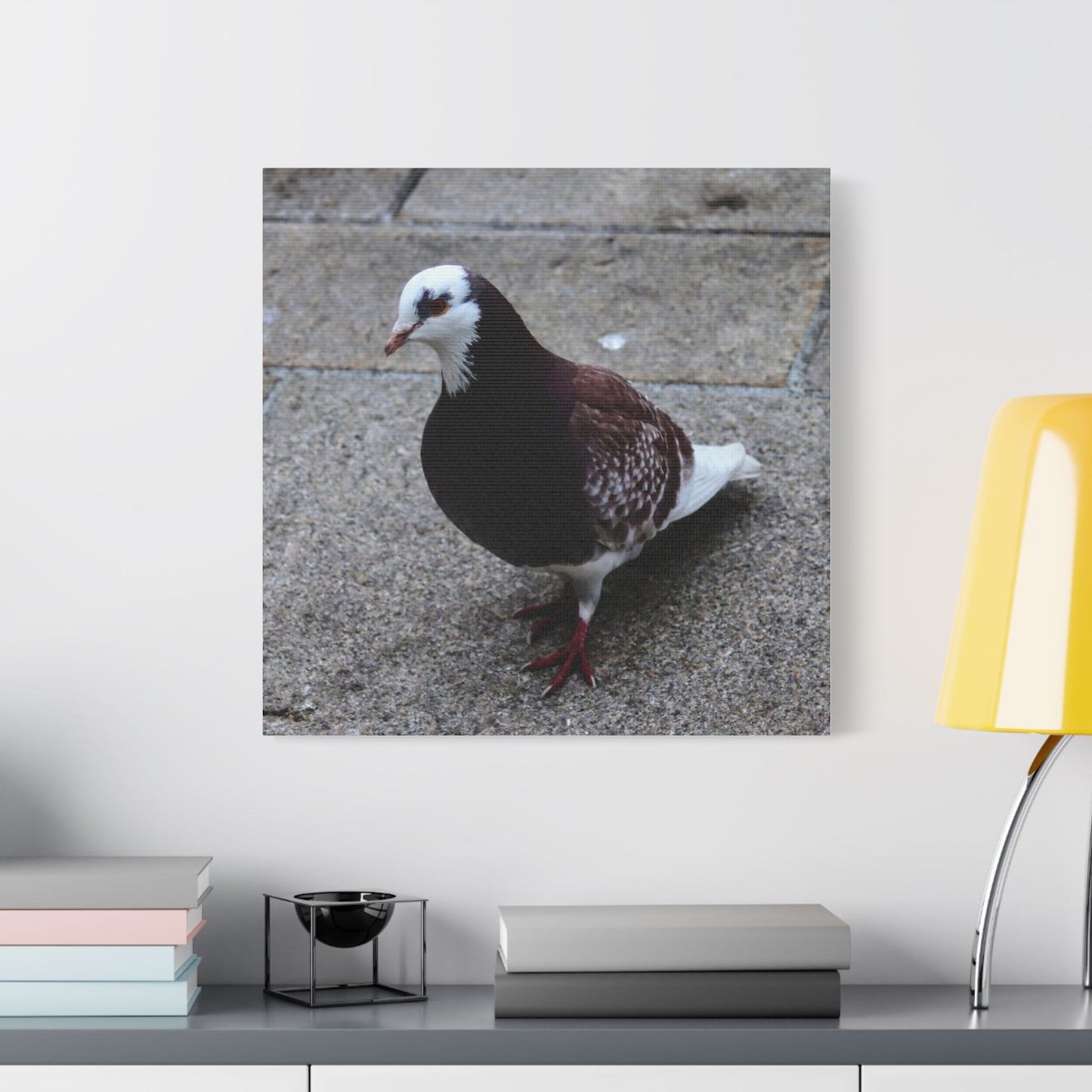 White, Pigeon Canvas