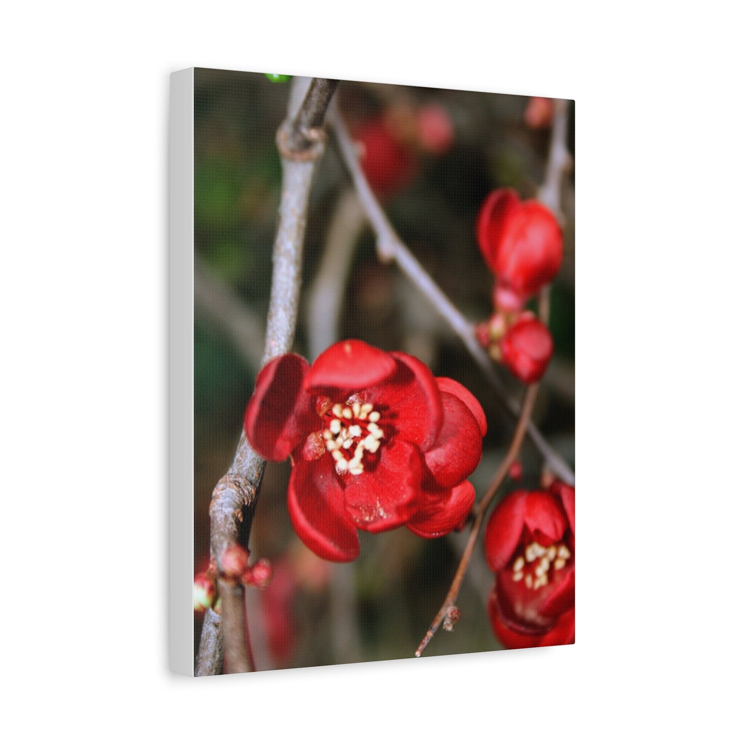 Red Luxembourgish Flower - Canvas