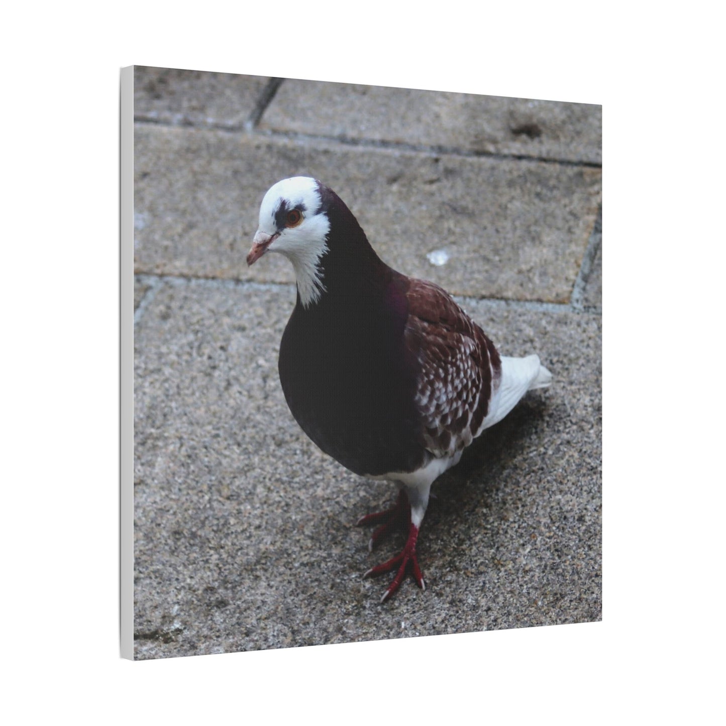 White, Pigeon Canvas