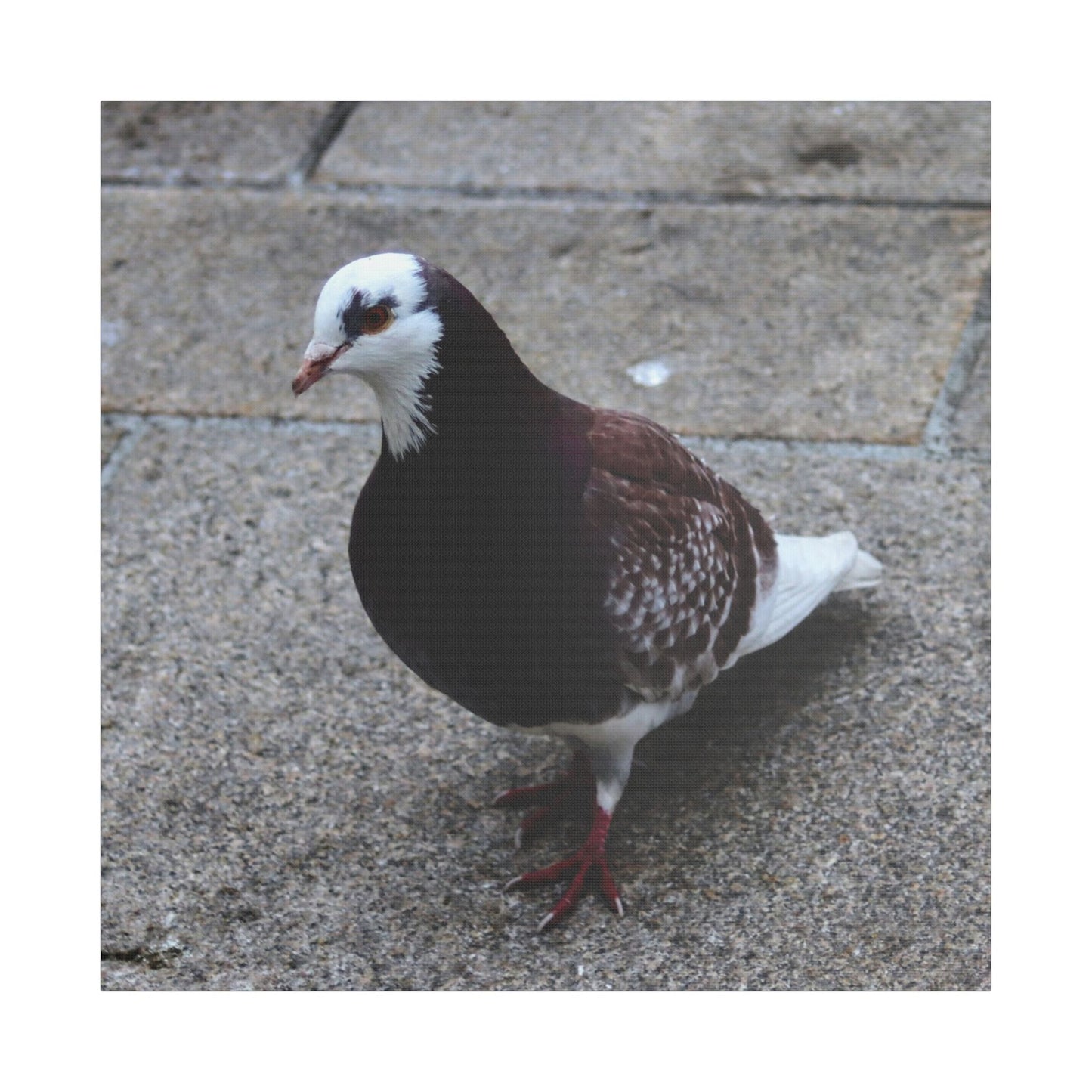 White, Pigeon Canvas