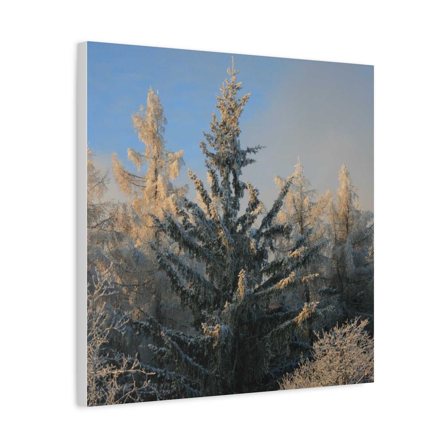 Fichtelberg Forest Landscape, Germany Canvas