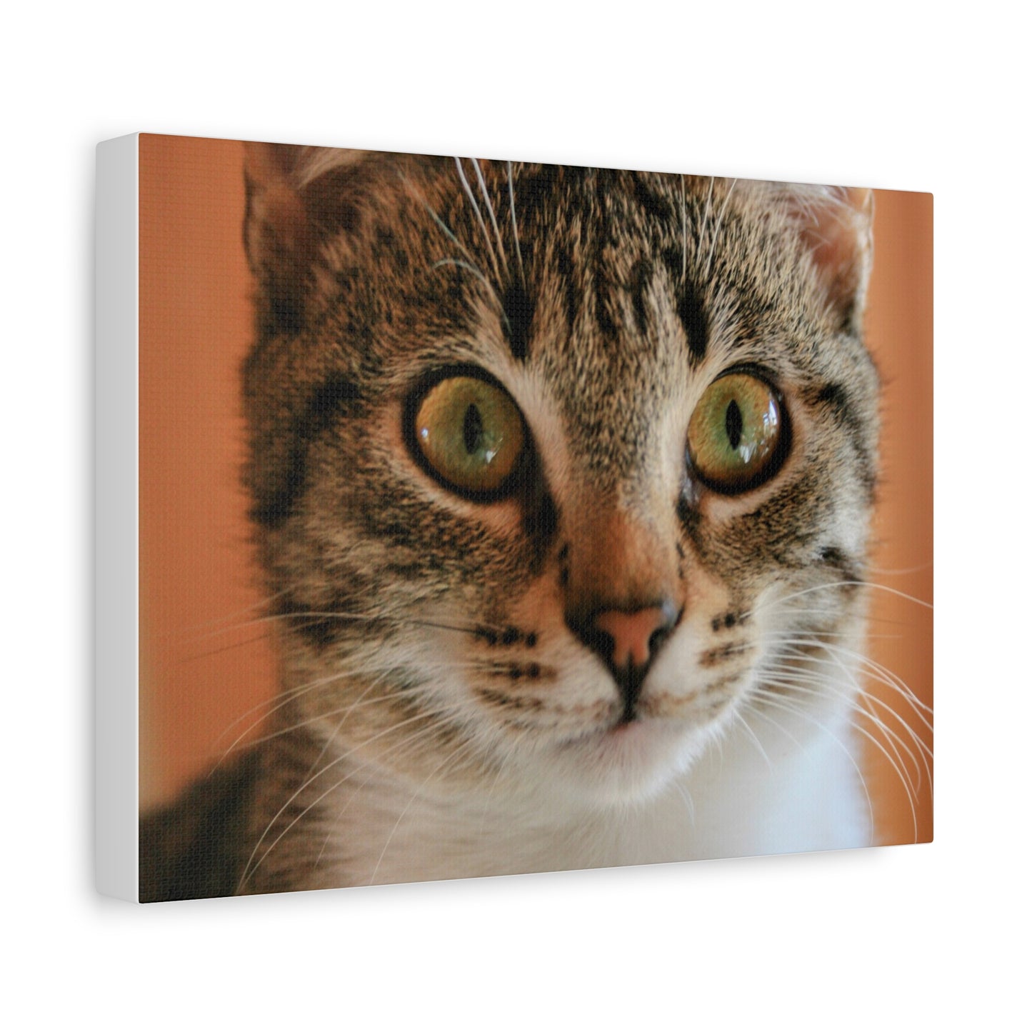 Cat portrait Canvas