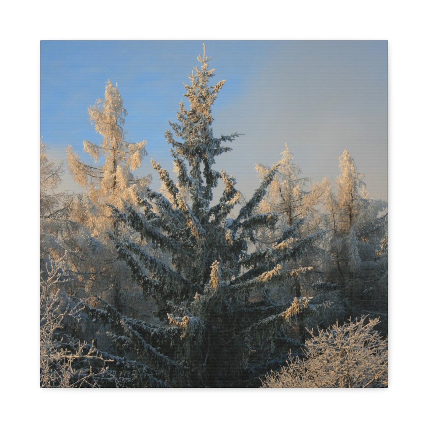 Fichtelberg Forest Landscape, Germany Canvas
