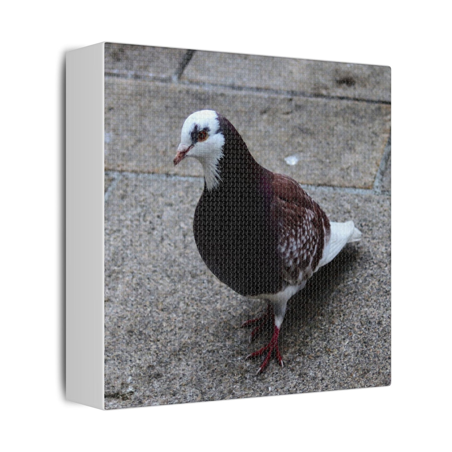 White, Pigeon Canvas