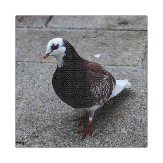 White, Pigeon Canvas