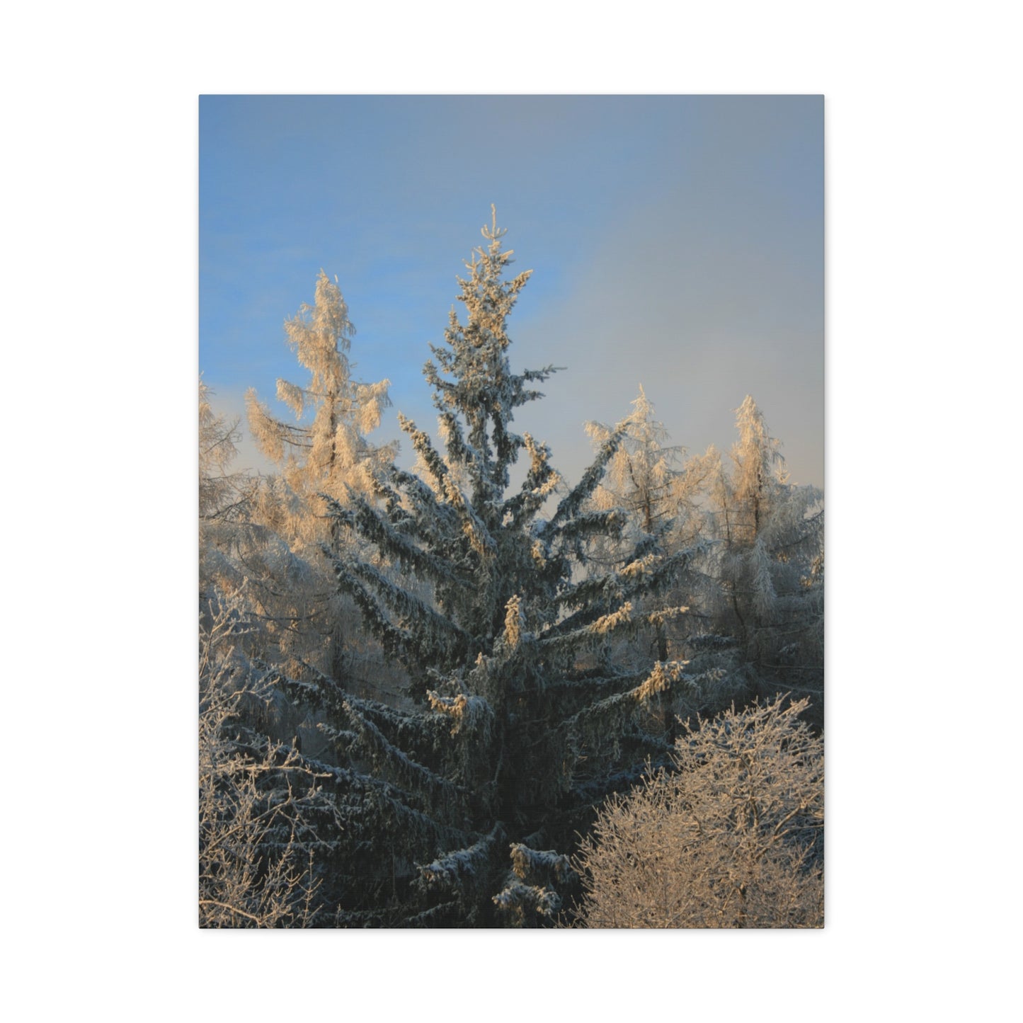 Fichtelberg Forest Landscape, Germany Canvas