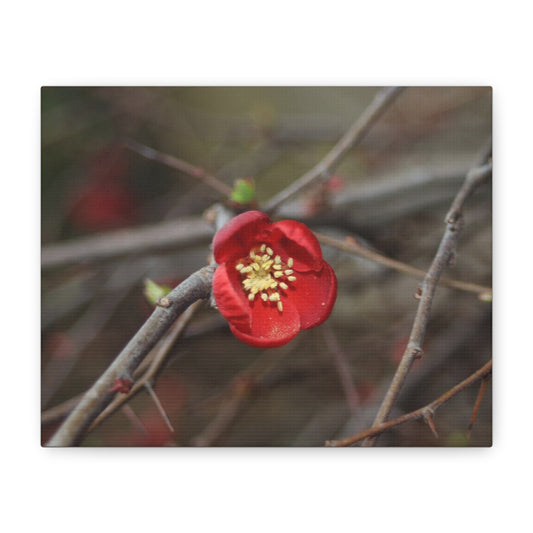 Luxembourgish Red Flower