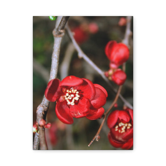 Red Luxembourgish Flower - Canvas