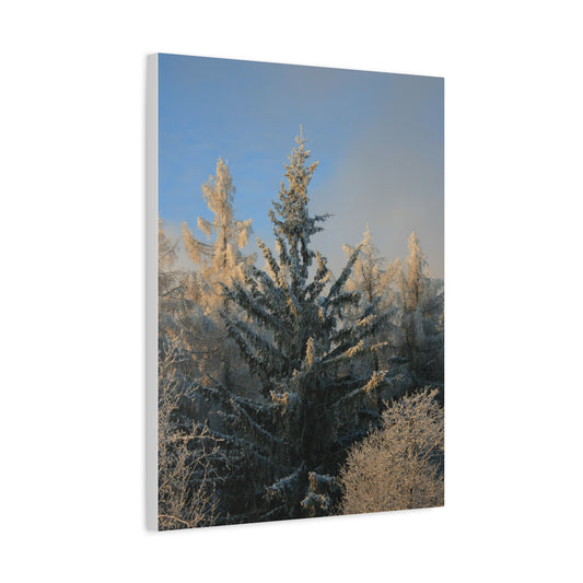 Fichtelberg Forest Landscape, Germany Canvas
